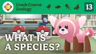 What is a Species Crash Course Zoology 13 [upl. by Jard554]