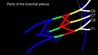 Drawing the Brachial Plexus [upl. by Kcarb717]