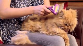 FURminator for Cats Video [upl. by Etty]