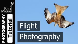 How to Photograph Birds in Flight Canon 1DX [upl. by Curkell38]