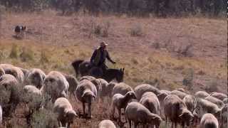 Montana Sheep Drive  Americas Heartland [upl. by Lacee]