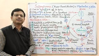 Diabetes Mellitus Part10 Mechanism of Action of Sulfonylurease  Antidiabetic Drugs  Diabetes [upl. by Illene]