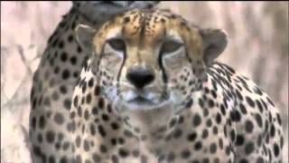 Amazing Cheetah Chase Compilation [upl. by Airyk]