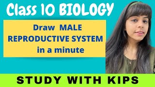 How to draw Male Reproductive​ System Step by step for beginners Class 10th Science biology [upl. by Salkcin94]