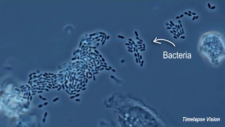 Immune Cells Eating Bacteria Phagocytosis [upl. by Eshelman]