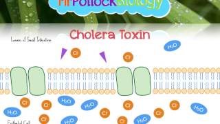 Cholera [upl. by Argella]