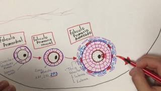 Histología Desarrollo folicular [upl. by Ecertal]