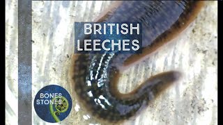 Leeches that wont suck your blood [upl. by Bryan]