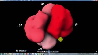 Hemoglobin R T State Howard Hughes Institute with Narration [upl. by Danya]