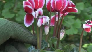 Cyclamen Plant Care  Indoor Growing Conditions [upl. by Oiled]