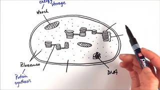 A2 Biology  Chloroplast structure OCR A Chapter 173 [upl. by Naesal]