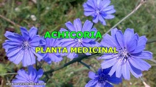 La Achicoria  Propiedades y Beneficios Medicinales [upl. by Aseuqram304]