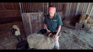 TRADITIONAL 18th Century Sheep Shearing [upl. by Rebmetpes785]