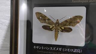 キサントパンスズメガ Xanthopan morganii 世界らん展 日本大賞2018へ行って来ました♪ 00032 [upl. by Nnayllehs]