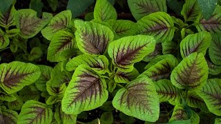 Introduce Amaranth and how to grow [upl. by Floria]