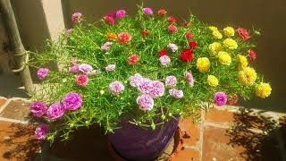 How to grow Portulaca Grandiflora from cuttings 130 COLOR CUTTINGS AVAILABLE [upl. by Ecirahc]