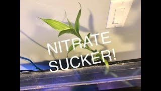 EASY NITRATE REMOVAL [upl. by Ylliw]