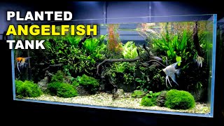 Aquascape Tutorial Non co2 4ft Angelfish Aquarium How To Full Step By Step Guide Planted Tank [upl. by Lysander]