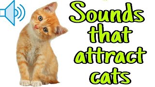 Sounds that attract cats  Meow to make cats come to you [upl. by Vanzant890]