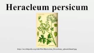 Heracleum persicum [upl. by Girovard]