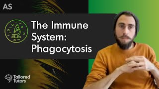 The Immune System Phagocytosis  A Level Biology Revision  AQA [upl. by Duer]