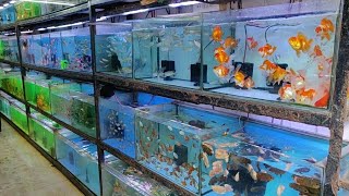 Aqua Planet Aquarium Fish Shop [upl. by Adnorehs96]