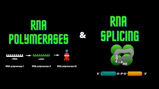 USMLE Step 1  Lesson 13  RNA polymerases and RNA splicing [upl. by Leksehcey]