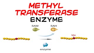 Methyltransferase enzyme [upl. by Enneles]