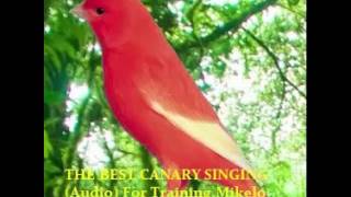 THE BEST CANARY SINGING Audio For Training  Serinus canaria [upl. by Dickens]