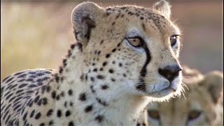 Best Cheetah Moments  Top 5  BBC Earth [upl. by Yorker]