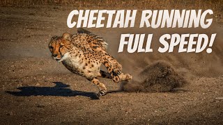 Cheetah Running Full Speed  True Facts [upl. by Talanta]