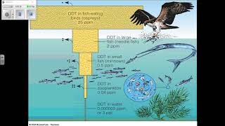 Bioaccumulation and Biomagnification [upl. by Ecirad758]