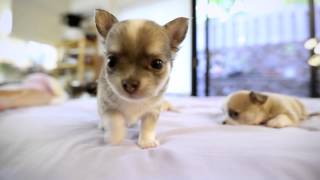 Chihuahua Puppies playing  Few months old puppies [upl. by Victor]