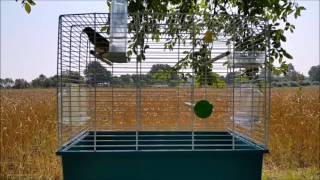 Best Canary Training Video  Timbrado Canary Singing [upl. by Milo]