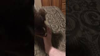 Dog licking peanut butter off my feet [upl. by Gariepy404]