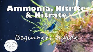 Ammonia Nitrite and Nitrate  Beginners Guide [upl. by Einnaj]