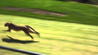 A cheetah 060 mph run in 4 seconds [upl. by Ardell]