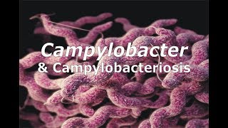 Campylobacter amp Campylobacteriosis [upl. by Enelad225]