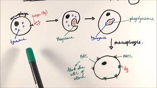 AS Biology  Phagocytosis OCR A Chapter 125 [upl. by Pavlov]