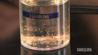 How to Care for Daphnia [upl. by Hebel]