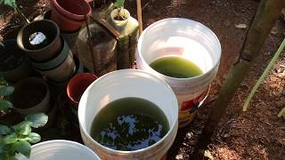 How to grow Green Water Algae [upl. by Simmonds767]