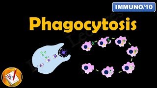 Phagocytosis FLImmuno10 [upl. by Econah]