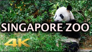 Singapore Zoo Animals Tour 4K [upl. by Odraccir764]