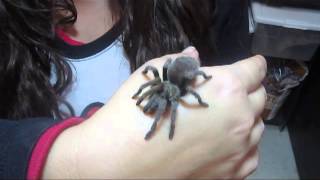 Aphonopelma quotcochisequot [upl. by Sidnee]