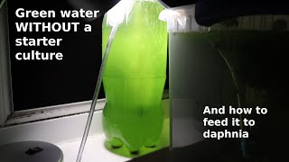 Green Water WITHOUT a Starter Culture  From Scratch  How To [upl. by Adohr]