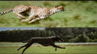 Cheetah vs Greyhound Speed Test  BBC Earth [upl. by Alben]