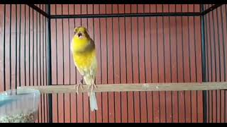 Best Canary Singing  Your canary will sing in 5 minutes [upl. by Nerag]