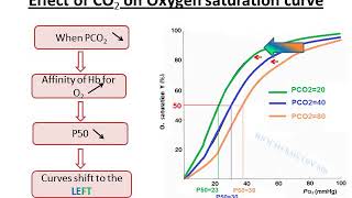 Allosteric effectors of Hemoglobin [upl. by Iddet]