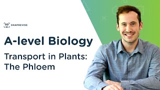 Transport in Plants The Phloem  Alevel Biology  OCR AQA Edexcel [upl. by Nawd]