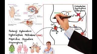 Pharmacology  OPIOIDS MADE EASY [upl. by Tedie]